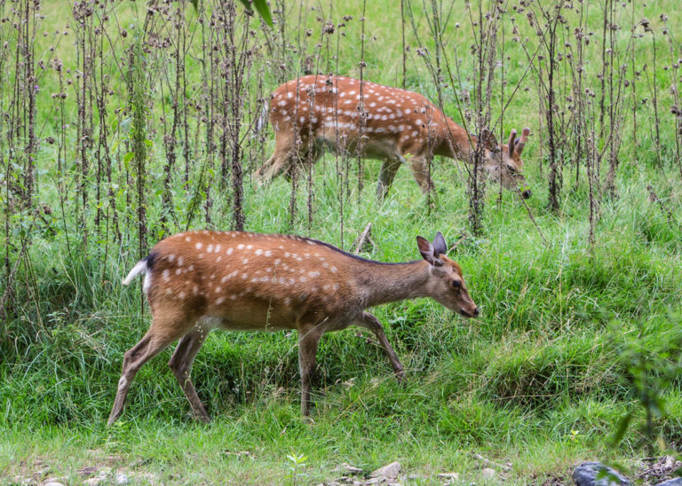 „Bambi“ ist gar kein Reh