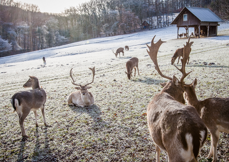 Frostige Stimmung im Wildpark